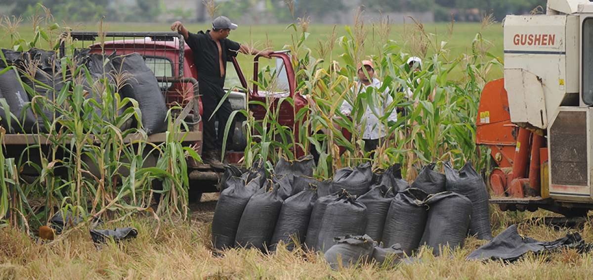 Con la entrega de los paquetes tecnol&oacute;gicos se fomenta el uso de semilla certificada y un plan de manejo espec&iacute;fico para cada cultivo.