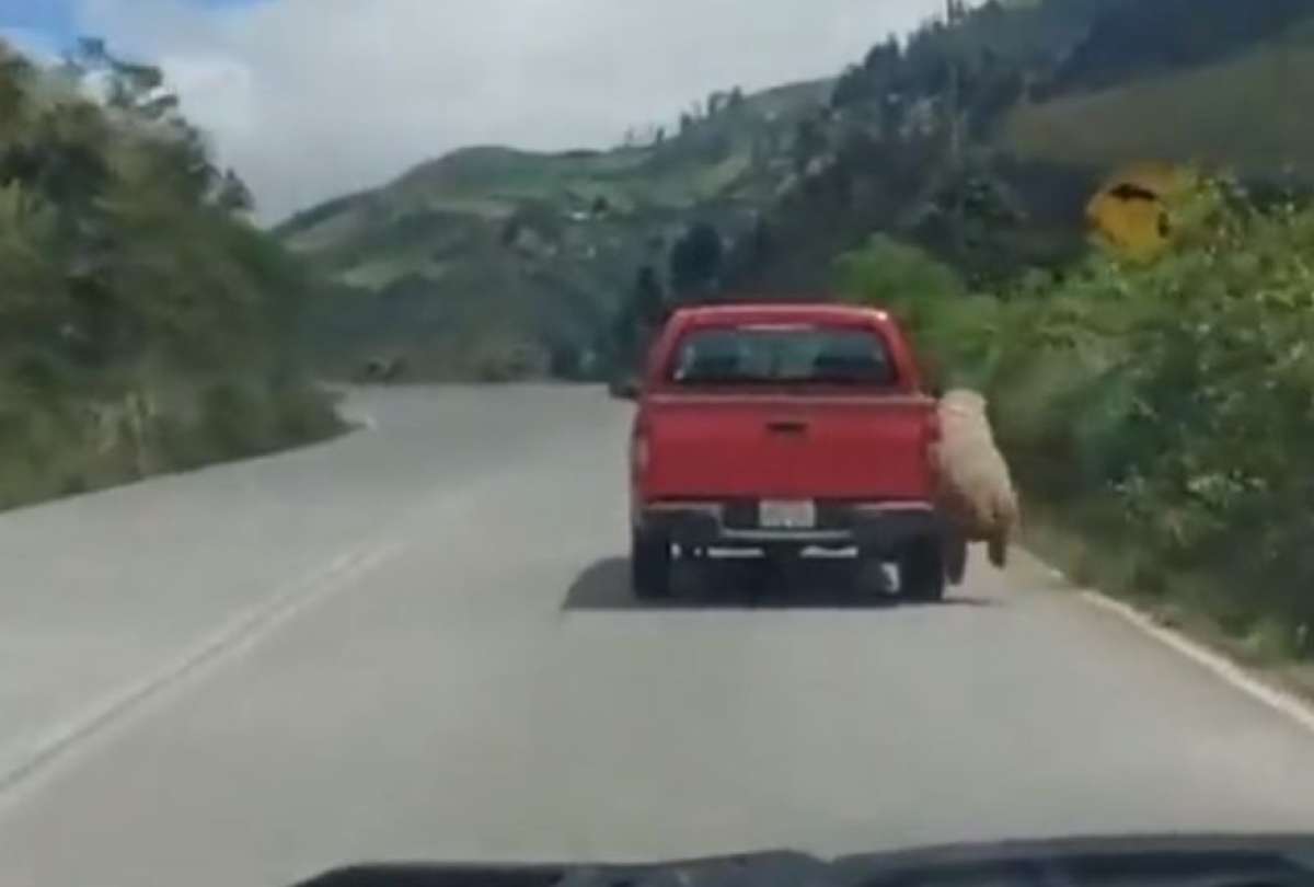 Indignaci&oacute;n en redes por video de oveja arrastrada por auto