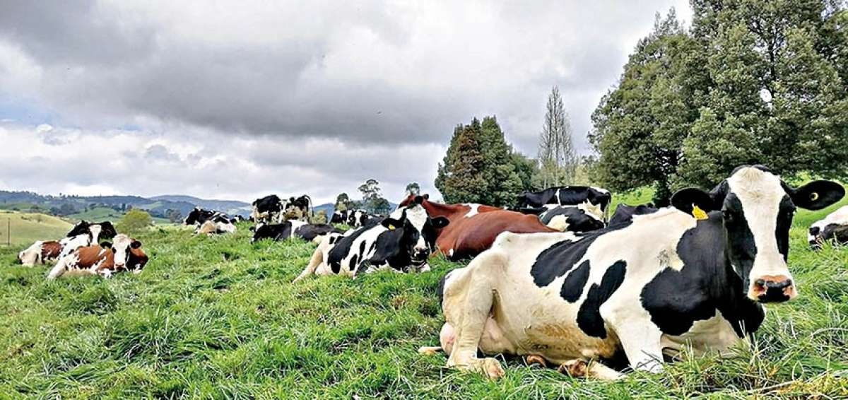 La provincia de Chimborazo es considerada ganadera. Los pobladores de los pueblos y comunas se dedican por completo al cuidado del ganado tanto para comercializar la carne como la leche.