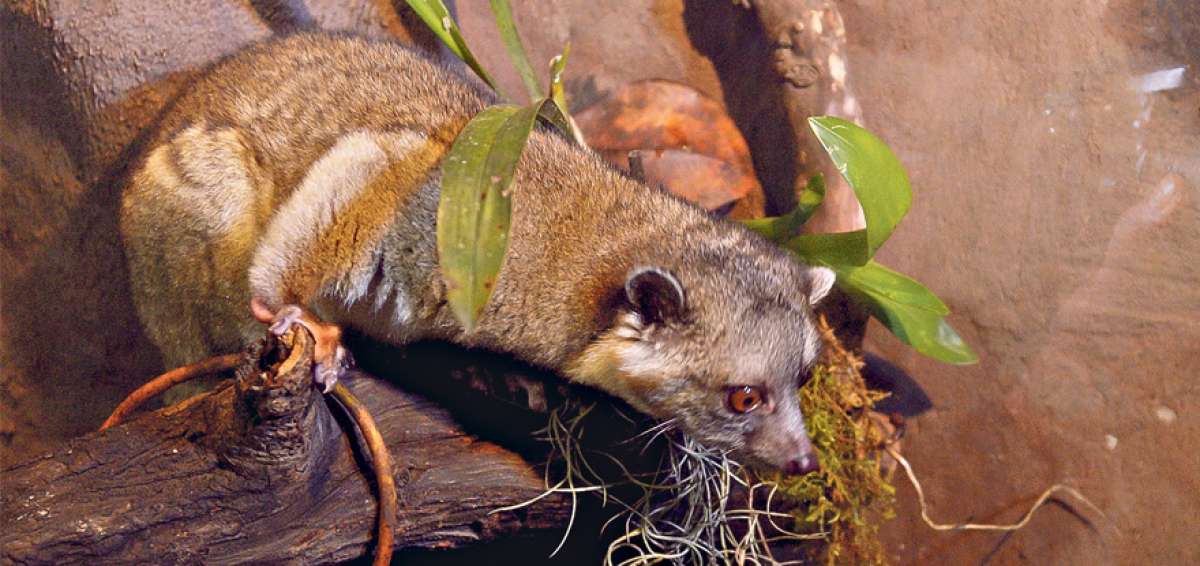 &rdquo;Loli&rdquo; es la &uacute;nica olinguita (la &uacute;ltima especie de mam&iacute;fero descubierta en el mundo) que habita en el Zoool&oacute;gico de Guayllabamba. Fue rescatada.