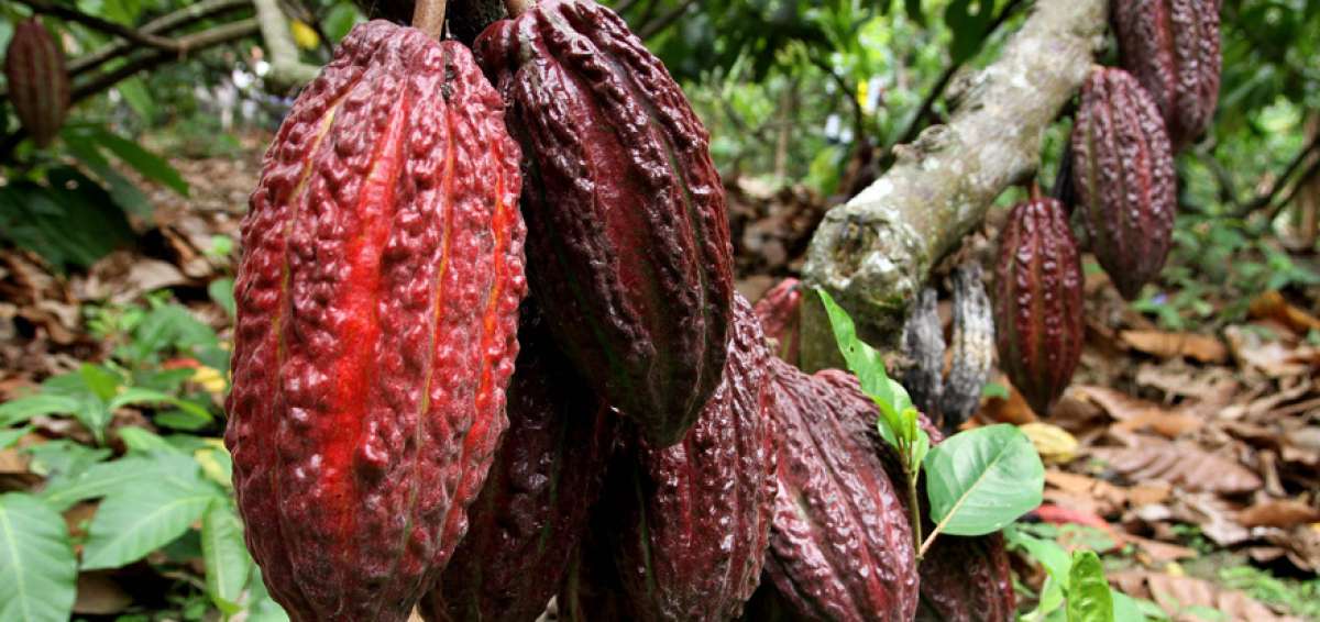 Los precios del cacao mejoran tras la reuni&oacute;n de alto nivel de la ICCO