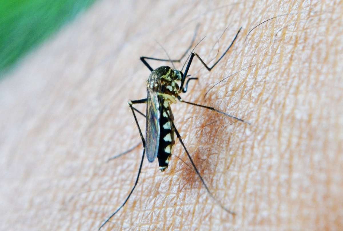 Estas son las acciones para eliminar la malaria o paludismo en Ecuador. ¿Cómo van los casos?