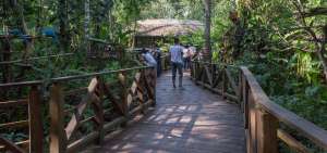 Los turistas pueden apreciar diferentes tipos de flora y fauna de la zona, durante un recorrido de 45 minutos por senderos especiales.
