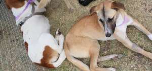 Las mascotas est&aacute;n protegidas mediante una ordenanza en Loja.   