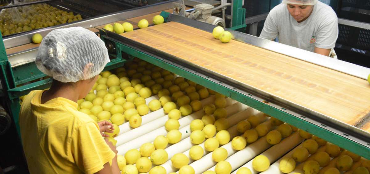 La producci&oacute;n de limones en Argentina es fuente de trabajo de 50 mil personas.