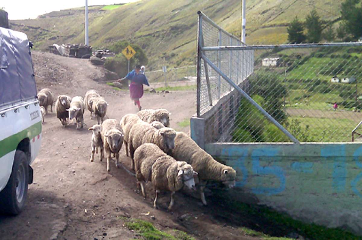 Las comunidades de Pishillig cultivan en sus 92 hect&aacute;reas cebada, chocho, papas y habas. Adem&aacute;s algunos tambi&eacute;n se dedican al ganado.
