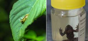 La Universidad Ikiam en Tena (Napo) alberga el laboratorio natural m&aacute;s grande de biodiversidad, con el que cuenta un centro de estudios superiores. En la imagen derecha  se aprecia que el Centro Jambatu (Valle de los Chillos al sur de Quito) guarda el banco de vida de al menos el 40% de las especies de anfibios que hay en el pa&iacute;s.