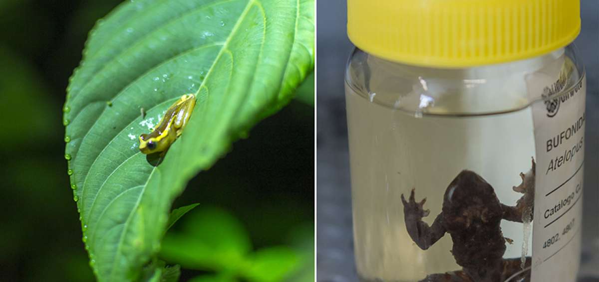 La Universidad Ikiam en Tena (Napo) alberga el laboratorio natural m&aacute;s grande de biodiversidad, con el que cuenta un centro de estudios superiores. En la imagen derecha  se aprecia que el Centro Jambatu (Valle de los Chillos al sur de Quito) guarda el banco de vida de al menos el 40% de las especies de anfibios que hay en el pa&iacute;s.