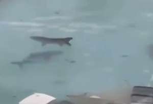 El huracán Melissa en Jamaica arrastró tiburones a la piscina de un resort.