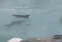 El huracán Melissa en Jamaica arrastró tiburones a la piscina de un resort.