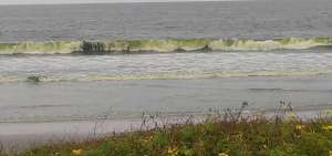 Color verde de mar en Santa Elena y Manab&iacute; es por algas
