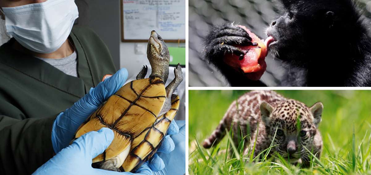 Una tortuga cajita (Kinosternon leucostomum), un mono ara&ntilde;a y un jaguar son especies para el comercio ilegal