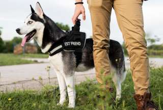 El curso enseñará adiestramiento canino empieza pronto. La capacitación será gratuita y presencial.