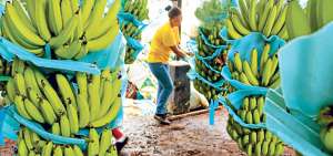 Las familias orenses entregan semanalmente un total de 10.192 gavetas de dedos verdes de banano, que se acopian en una de las fincas de los productores. Foto: Cortes&iacute;a