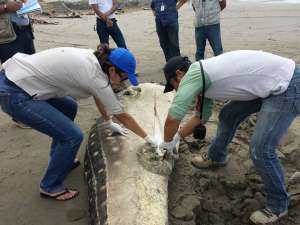 Ministerio del Ambiente investiga muerte de tibur&oacute;n ballena en Bah&iacute;a de Car&aacute;quez