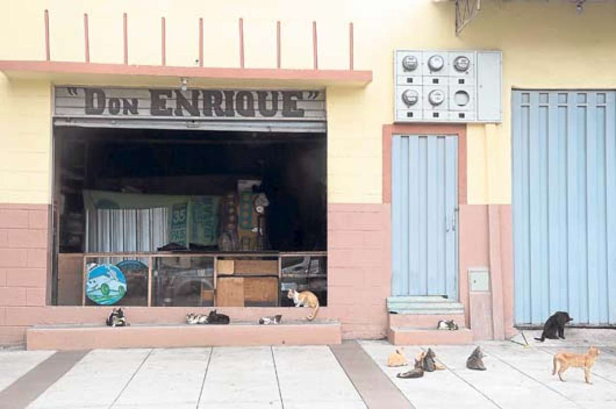Los moradores de Los R&iacute;os y San Mart&iacute;n adoptan gatos para contrarrestar la presencia de las ratas que salen de las alcantarillas. FOTO: CARINA ACOSTA .
