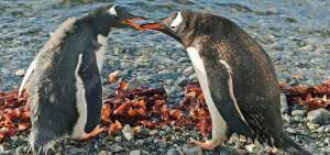 Al momento, los ping&uuml;inos est&aacute;n divididos en diferetens subespecies y todas ellas habitan exclusivamente en el Hemisferio sur; no en los polos.