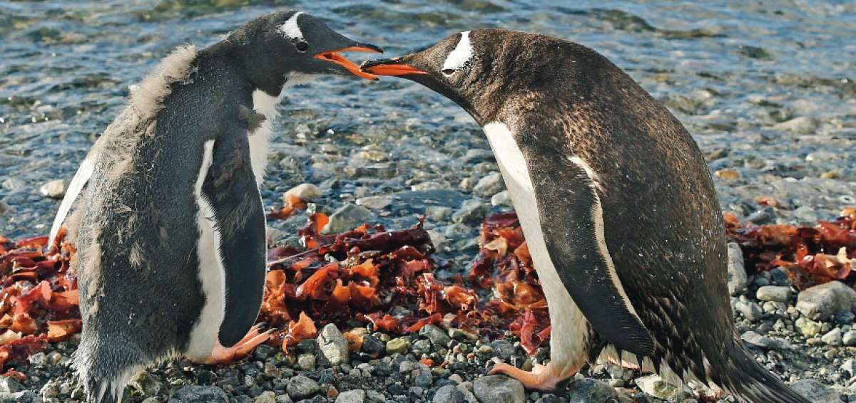 Al momento, los ping&uuml;inos est&aacute;n divididos en diferetens subespecies y todas ellas habitan exclusivamente en el Hemisferio sur; no en los polos.