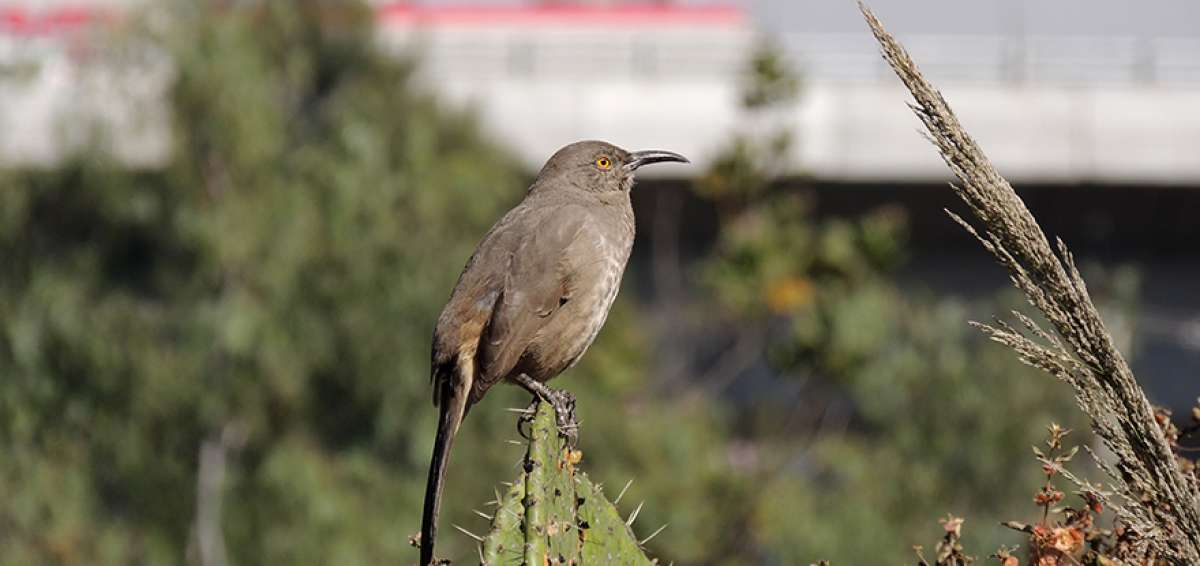 El Cuicacoche Pico Curvo (Toxostoma curvirostre) es uno de los ejemplares afectados por el ruido en las ciudades en M&eacute;xico. All&iacute; viven 1.100 especies. 