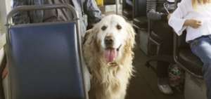 Mascotas pueden viajar en el transporte p&uacute;blico municipal