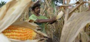 El Ministerio de Agricultura y Ganader&iacute;a se&ntilde;ala que en la actualidad se trabaja para alcanzar, en el corto plazo, la autosuficiencia en ma&iacute;z, lo que implicar&iacute;a incrementar rendimientos y reducir costos de producci&oacute;n.