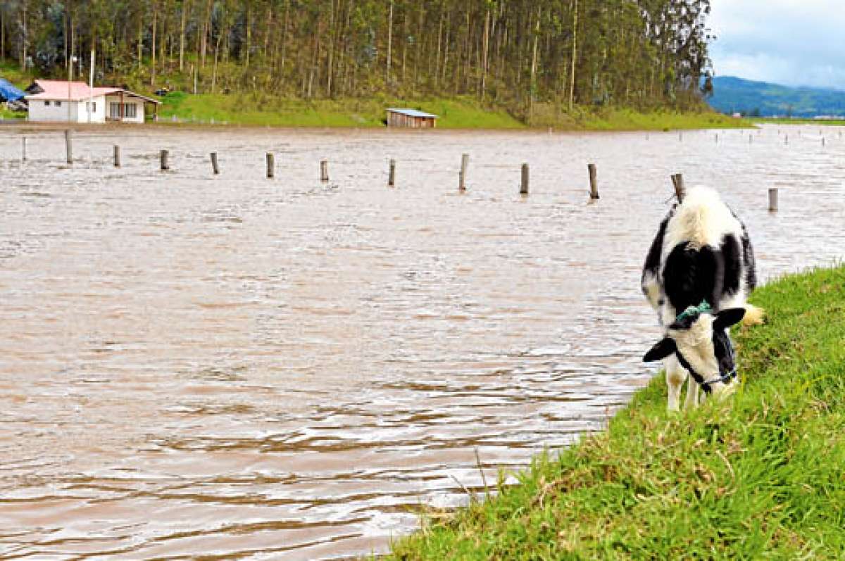 El r&iacute;o Tarqui a&uacute;n se manten&iacute;a con elevados niveles de agua ayer. Los pastizales y tambi&eacute;n los sembr&iacute;os de la zona quedaron da&ntilde;ados por la fuerte correntada que se registr&oacute;, especialmente el domingo. Foto: Jos&eacute; Luis LLivisaca | El Tel&eacute;grafo.