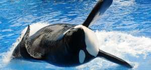 Muri&oacute; la orca Tilikum, que inspir&oacute; el documental 'Blackfish'