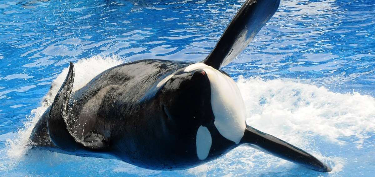 Muri&oacute; la orca Tilikum, que inspir&oacute; el documental 'Blackfish'