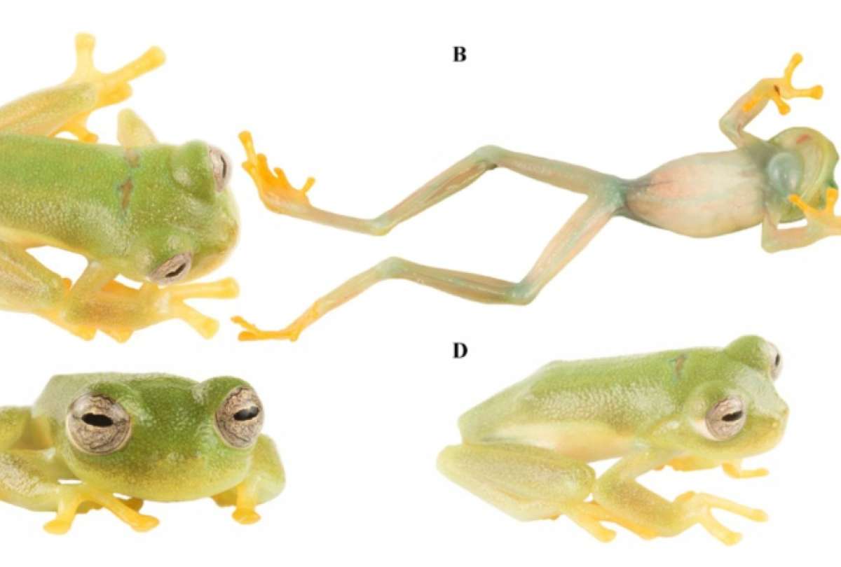 El descubrimiento se realiz&oacute; en la reserva natural El Quimi, en el sur de Ecuador, dentro de la Cordillera del C&oacute;ndor. 