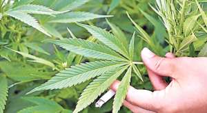 El cannabis ya ha sido legalizado en varios pa&iacute;ses, incluido Uruguay, con el fin de fabricar medicinas que ser&iacute;an m&aacute;s econ&oacute;micas que las tradicionales. Foto: internet