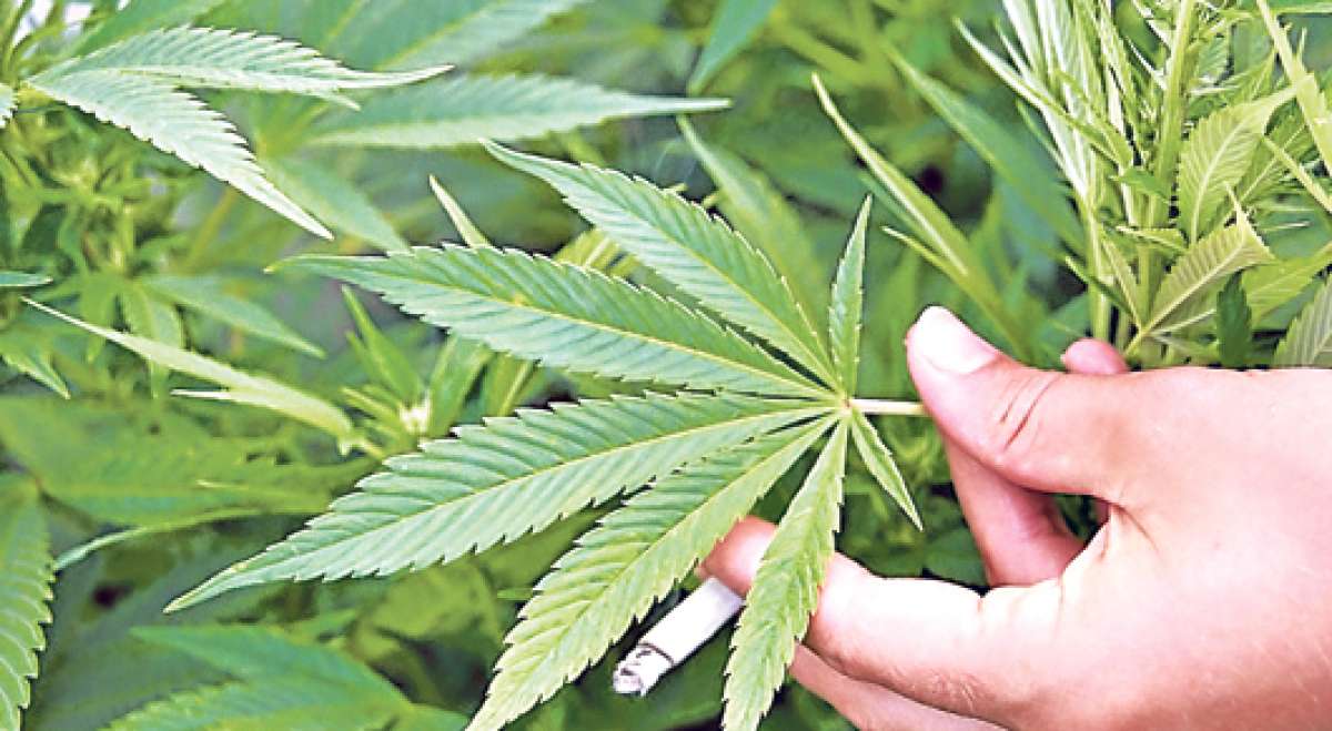 El cannabis ya ha sido legalizado en varios pa&iacute;ses, incluido Uruguay, con el fin de fabricar medicinas que ser&iacute;an m&aacute;s econ&oacute;micas que las tradicionales. Foto: internet
