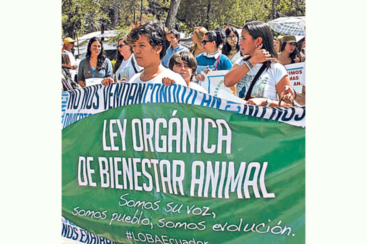Activistas piden que Ley Loba sea independiente (Galer&iacute;a)