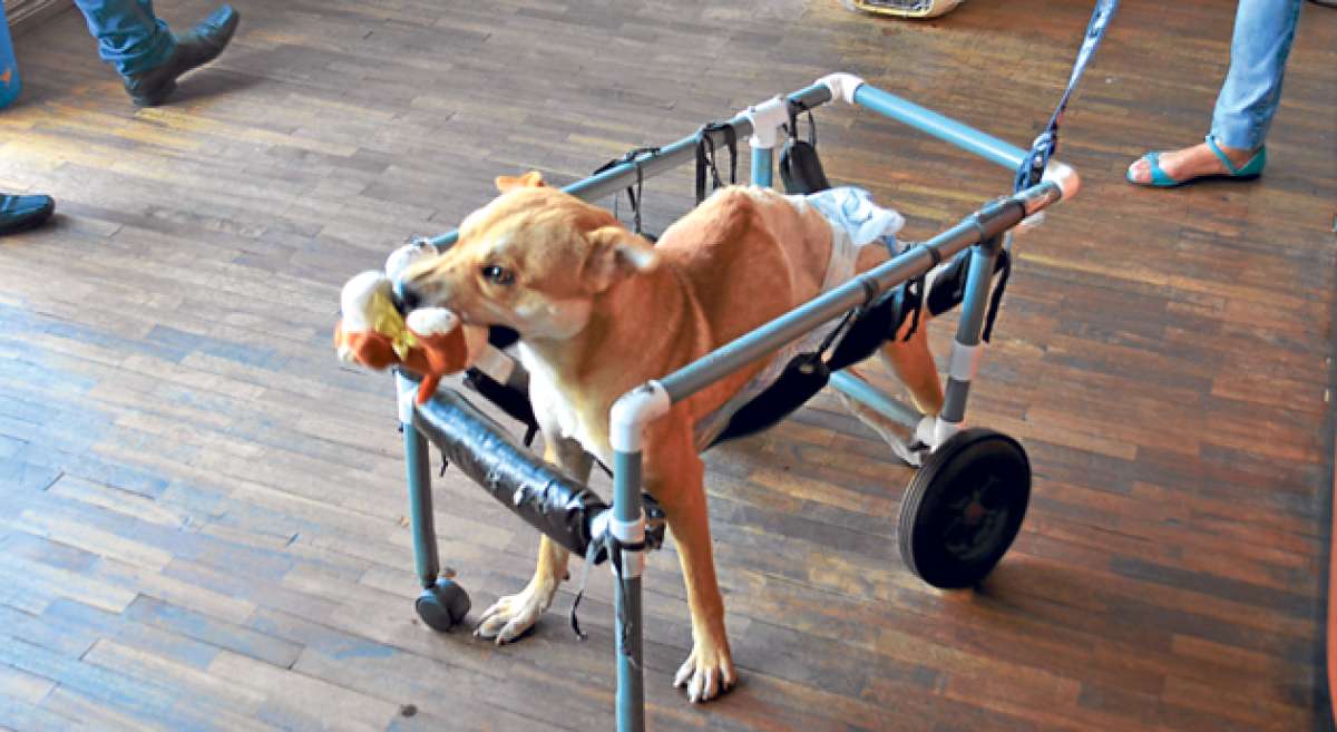 El perro recibe ayuda de muchas personas. Alimentos y pa&ntilde;ales es lo m&aacute;s requerido. Seg&uacute;n los veterinarios podr&iacute;a volver a caminar si se somete a terapias. Foto: Cortes&iacute;a/Facso