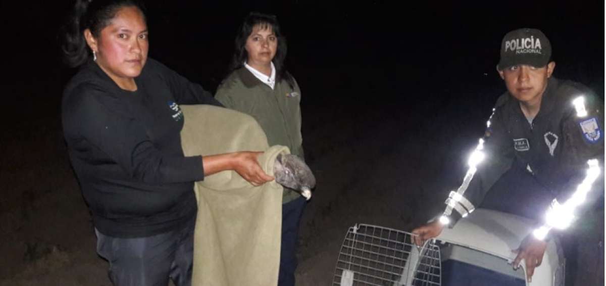 Personal del MAE y la UPMA de la Polic&iacute;a rescataron a los c&oacute;ndores para llevarlos a una cl&iacute;nica.