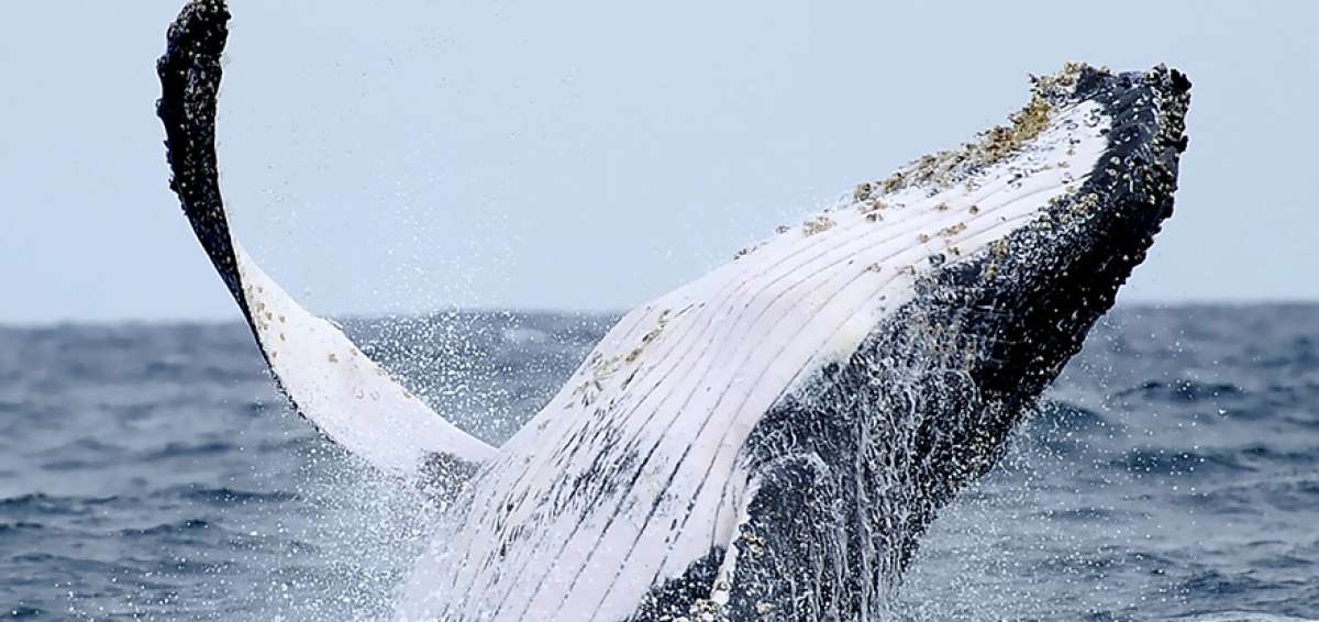El avistamiento de ballenas es uno de los actos m&aacute;s esperados para el cant&oacute;n. Esta actividad se realiza con operadores tur&iacute;sticos autorizados.       