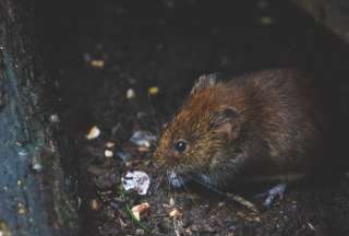 Cincuenta y cuatro casos de leptospirosis y un fallecido en Ecuador
