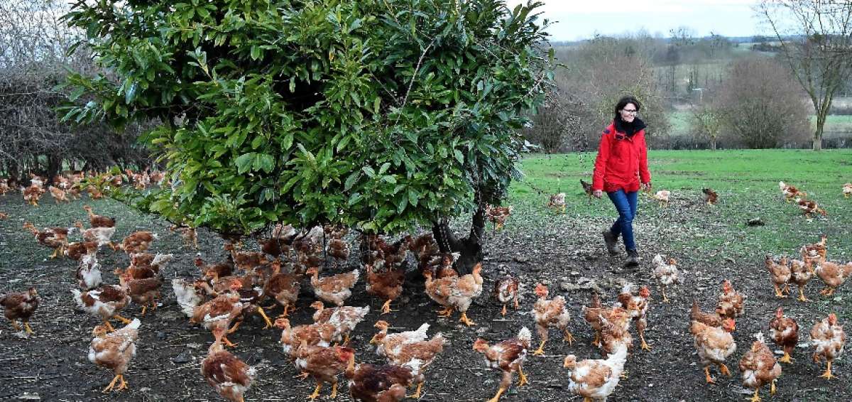 Entre el 40% y 50% de los pollos estadounidenses se cr&iacute;an sin antibi&oacute;ticos en la actualidad.