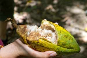 El cacao m&aacute;s gourmet que nunca