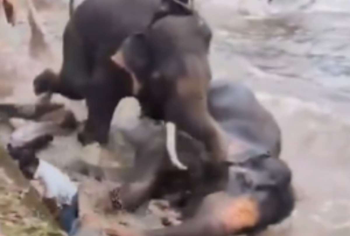 Una turista muri&oacute; durante una sesi&oacute;n de ba&ntilde;o de elefantes en el popular campamento safari de Dubare en India.