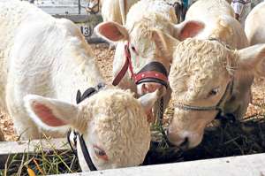 Cada productor podr&aacute; comprar 20 animales para mejorar su ganado, a trav&eacute;s de cr&eacute;ditos del BNF. Foto: Cortes&iacute;a