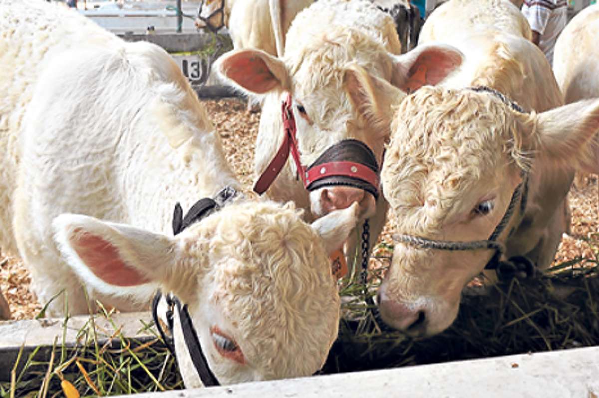 Cada productor podr&aacute; comprar 20 animales para mejorar su ganado, a trav&eacute;s de cr&eacute;ditos del BNF. Foto: Cortes&iacute;a