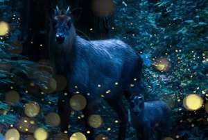 Luciérnagas entre sombras: un fotógrafo japonés captura su magia en los bosques de Tohoku