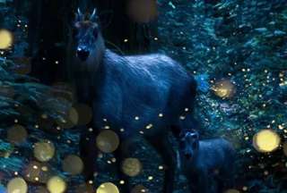Luciérnagas entre sombras: un fotógrafo japonés captura su magia en los bosques de Tohoku
