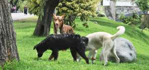 En Loja comenz&oacute; la construcci&oacute;n de un albergue para los perros abandonados por sus due&ntilde;os.