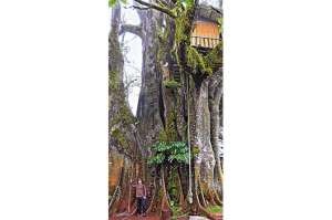El &aacute;rbol de ceibo, considerado el m&aacute;s antiguo de Ecuador, con m&aacute;s de 300 a&ntilde;os de edad y una altura promedio de 40 metros y 17 de ancho. Foto: 