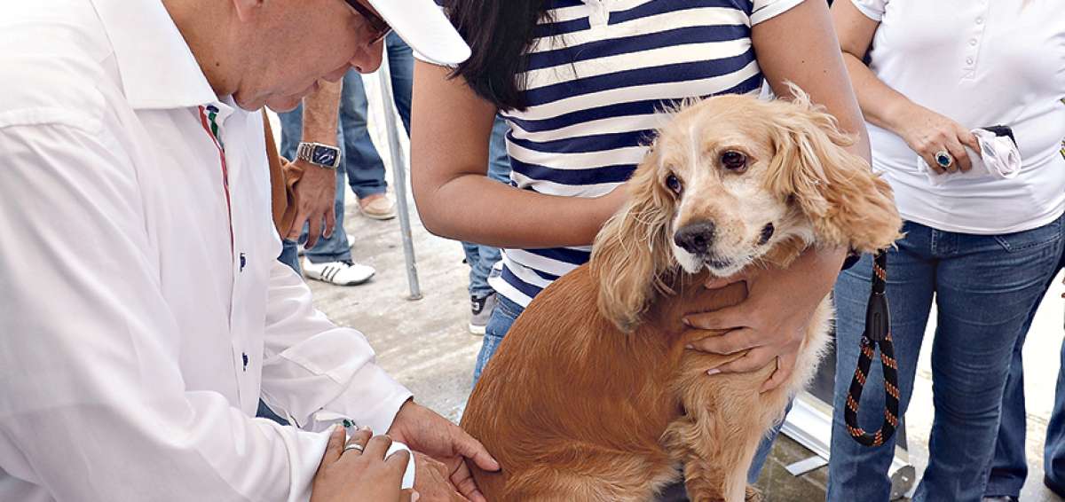 Centro comunitario presta atenci&oacute;n m&eacute;dica a mascotas