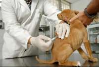 El Ministerio de Salud Pública inició campaña de vacunación para perros y gatos mayores de 3 meses. 