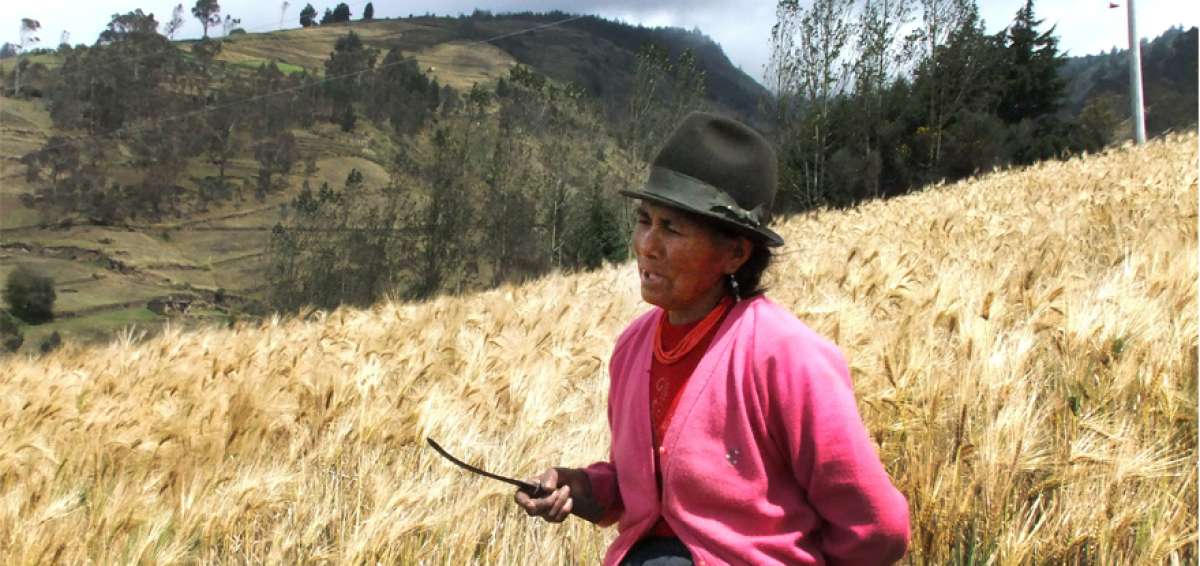 Productos como la cebada, que antes eran sembrados una vez al a&ntilde;o,  ahora son cultivados de manera permanente en la parroquia San Andr&eacute;s.