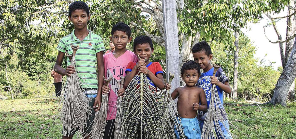 Un grupo de chicos posa con el fruto de a&ccedil;a&iacute;, en la comunidad quilombola de Arancuan alto en Oriximin&aacute; (Brasil). El producto sostiene a esta comunidad.