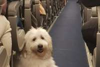 Ocho mascotas viajarán en el primer vuelo humanitario de Ucrania a Ecuador